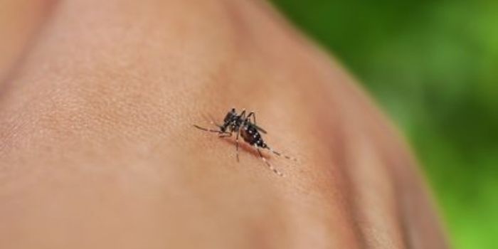 Dengue, zika, chikungunya e Oropouche têm sintomas semelhantes. Especialista explica diferenças, sinais de alerta e formas de prevenção.