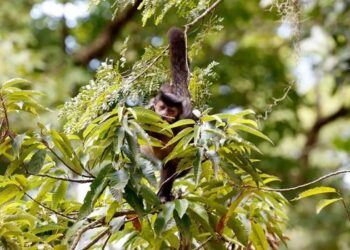 Carta-compromisso para as eleições de 2026 pede que candidatos defendam os direitos da natureza e políticas de justiça socioambiental.