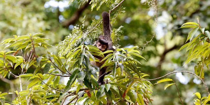 Carta-compromisso para as eleições de 2026 pede que candidatos defendam os direitos da natureza e políticas de justiça socioambiental.