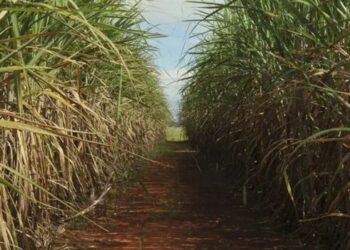 Conab estima safra de cana 2026/27 em 705,2 milhões de toneladas, alta de 4,7%, com recorde na produção de etanol.