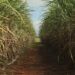 Conab estima safra de cana 2026/27 em 705,2 milhões de toneladas, alta de 4,7%, com recorde na produção de etanol.