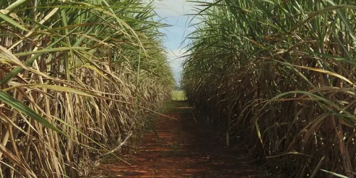 Conab estima safra de cana 2026/27 em 705,2 milhões de toneladas, alta de 4,7%, com recorde na produção de etanol.