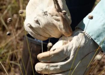 Pesquisadores redescobrem plantas consideradas extintas no Quadrilátero Ferrífero, em Minas Gerais, e estudam técnicas para sua conservação.