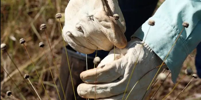 Pesquisadores redescobrem plantas consideradas extintas no Quadrilátero Ferrífero, em Minas Gerais, e estudam técnicas para sua conservação.