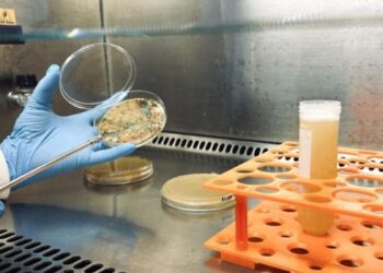 Mercado brasileiro de bioinsumos movimentou R$ 7 bilhões em 2025 e pode alcançar R$ 10 bilhões até 2030, impulsionado pela agricultura sustentável.