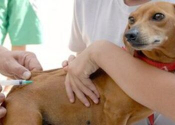 Brasil completa dez anos sem casos de raiva humana transmitida por cães. Ministério da Saúde reforça vacinação em áreas de fronteira.