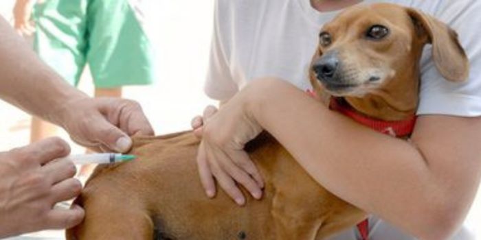 Brasil completa dez anos sem casos de raiva humana transmitida por cães. Ministério da Saúde reforça vacinação em áreas de fronteira.