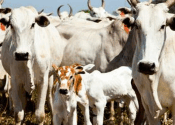 IBGE aponta queda de 1,7% no rebanho bovino em 2025, enquanto produção de leite, ovos, mel, camarão e peixes alcança recordes no Brasil.
