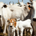IBGE aponta queda de 1,7% no rebanho bovino em 2025, enquanto produção de leite, ovos, mel, camarão e peixes alcança recordes no Brasil.