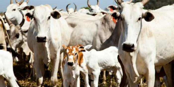 IBGE aponta queda de 1,7% no rebanho bovino em 2025, enquanto produção de leite, ovos, mel, camarão e peixes alcança recordes no Brasil.