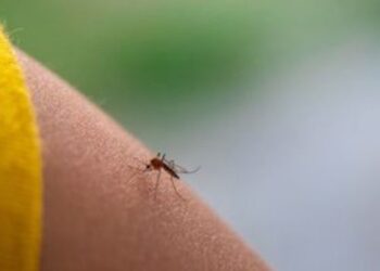 Febre do Nilo Ocidental teve quatro casos confirmados no Brasil em 2026. Saiba quais são os sintomas, como ocorre a transmissão e como prevenir.
