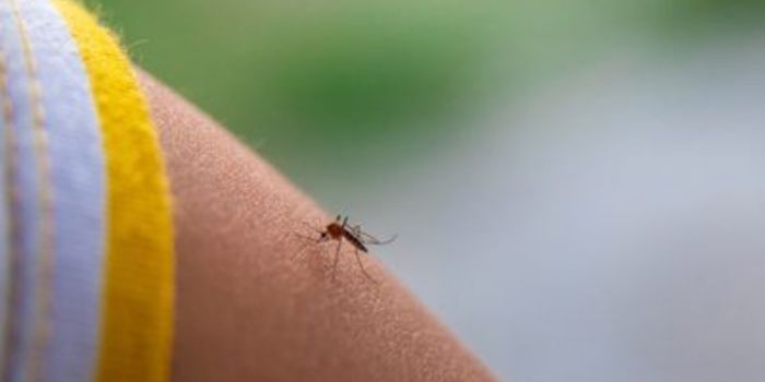 Febre do Nilo Ocidental teve quatro casos confirmados no Brasil em 2026. Saiba quais são os sintomas, como ocorre a transmissão e como prevenir.