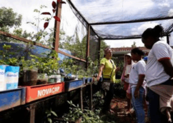 MEC institui política nacional de educação ambiental escolar com ações sobre mudanças climáticas, biodiversidade, prevenção de riscos e formação de educadores.