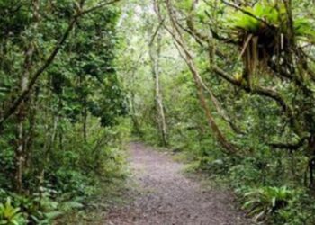 Conheça as Reservas de Mata Atlântica do Sudeste, Patrimônio Mundial da Unesco entre São Paulo e Paraná, com cavernas, cachoeiras, praias e trilhas.