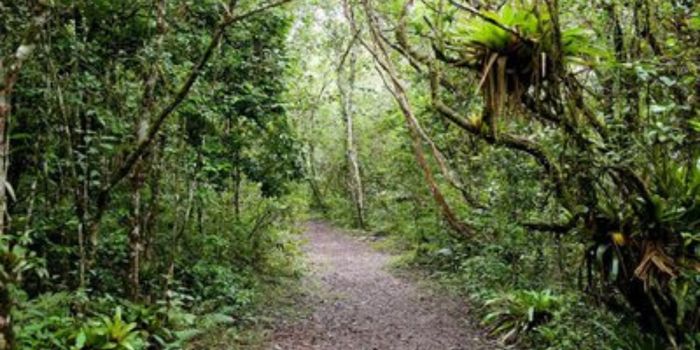 Conheça as Reservas de Mata Atlântica do Sudeste, Patrimônio Mundial da Unesco entre São Paulo e Paraná, com cavernas, cachoeiras, praias e trilhas.