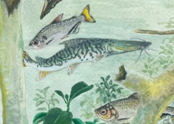 Amazônia reúne mais de 2,7 mil espécies de peixes de água doce, mas enfrenta ameaças como barragens, garimpo, pesca excessiva e mudanças climáticas.
