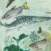 Amazônia reúne mais de 2,7 mil espécies de peixes de água doce, mas enfrenta ameaças como barragens, garimpo, pesca excessiva e mudanças climáticas.