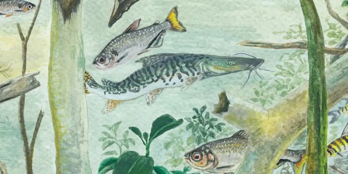 Amazônia reúne mais de 2,7 mil espécies de peixes de água doce, mas enfrenta ameaças como barragens, garimpo, pesca excessiva e mudanças climáticas.