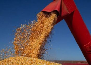 Safra 2025/26 deve alcançar 361,7 milhões de toneladas de grãos, segundo a Conab. Soja e milho puxam crescimento da produção brasileira.