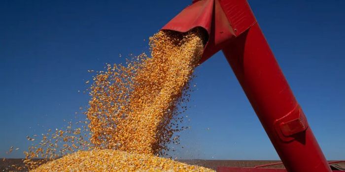 Safra 2025/26 deve alcançar 361,7 milhões de toneladas de grãos, segundo a Conab. Soja e milho puxam crescimento da produção brasileira.