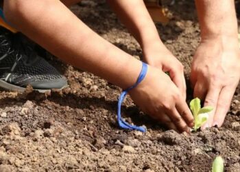 Entidades de São Paulo lançam carta de compromissos para candidatos com propostas de agroecologia, agricultura familiar e combate aos agrotóxicos.