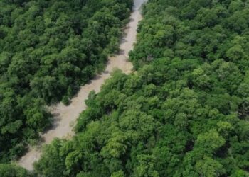 Dia da Amazônia marca 30 dias para as eleições e campanha promove mobilização pela proteção da floresta.