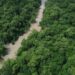Dia da Amazônia marca 30 dias para as eleições e campanha promove mobilização pela proteção da floresta.