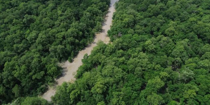 Dia da Amazônia marca 30 dias para as eleições e campanha promove mobilização pela proteção da floresta.