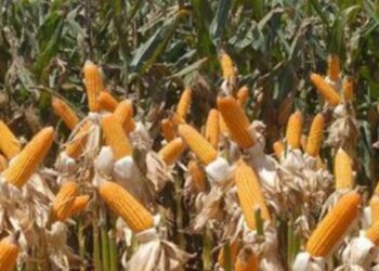 Conab fará leilões em setembro para adquirir até 224 mil toneladas de milho e reforçar os estoques públicos diante de possíveis impactos do El Niño.