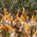 Conab fará leilões em setembro para adquirir até 224 mil toneladas de milho e reforçar os estoques públicos diante de possíveis impactos do El Niño.