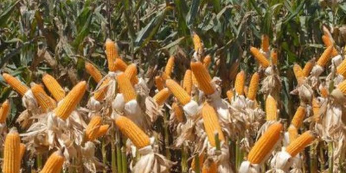 Conab fará leilões em setembro para adquirir até 224 mil toneladas de milho e reforçar os estoques públicos diante de possíveis impactos do El Niño.
