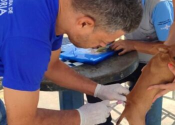 Campanha de vacinação antirrábica imunizou 8.196 cães e gatos em Vitória. Outras duas etapas serão realizadas em setembro.