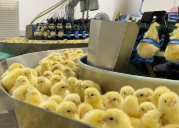 Investigação da Mercy For Animals aponta que cerca de 35 mil pintinhos machos foram mortos em um dia em incubatório no Sul do Brasil.