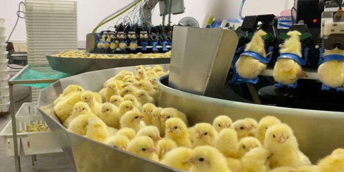 Investigação da Mercy For Animals aponta que cerca de 35 mil pintinhos machos foram mortos em um dia em incubatório no Sul do Brasil.