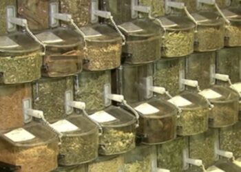 Anvisa atualiza cartilha e folder com orientações sobre plantas medicinais e fitoterápicos, incluindo preparo, indicação e riscos de produtos irregulares.