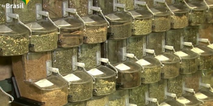 Anvisa atualiza cartilha e folder com orientações sobre plantas medicinais e fitoterápicos, incluindo preparo, indicação e riscos de produtos irregulares.