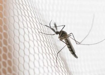 Araçatuba, Presidente Prudente e São José do Rio Preto lideram a incidência de dengue em São Paulo em 2026, segundo dados da Secretaria de Saúde.