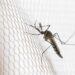 Araçatuba, Presidente Prudente e São José do Rio Preto lideram a incidência de dengue em São Paulo em 2026, segundo dados da Secretaria de Saúde.