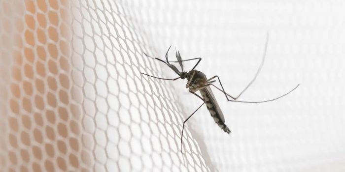 Araçatuba, Presidente Prudente e São José do Rio Preto lideram a incidência de dengue em São Paulo em 2026, segundo dados da Secretaria de Saúde.