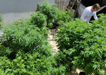 Febre de Arte, em Fortaleza, reúne especialistas para discutir políticas sobre drogas, cannabis medicinal, encarceramento e justiça social.