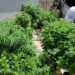 Febre de Arte, em Fortaleza, reúne especialistas para discutir políticas sobre drogas, cannabis medicinal, encarceramento e justiça social.