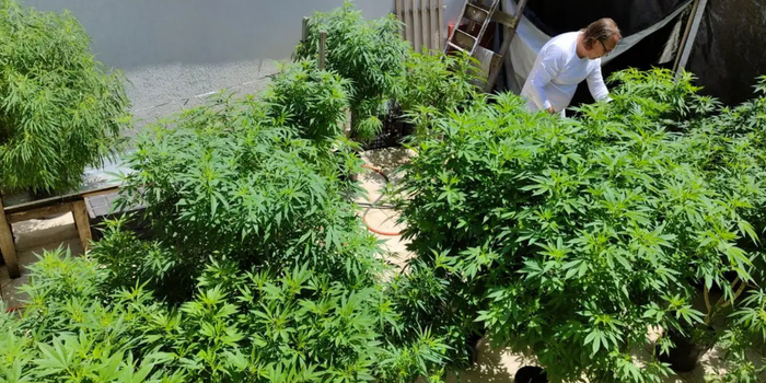 Febre de Arte, em Fortaleza, reúne especialistas para discutir políticas sobre drogas, cannabis medicinal, encarceramento e justiça social.