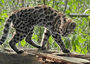 Nova espécie de felino, Leopardus tilcayo, é identificada em florestas da Bolívia após análise genética. Estudo também revela cinco espécies de gatos-do-mato.
