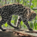 Nova espécie de felino, Leopardus tilcayo, é identificada em florestas da Bolívia após análise genética. Estudo também revela cinco espécies de gatos-do-mato.