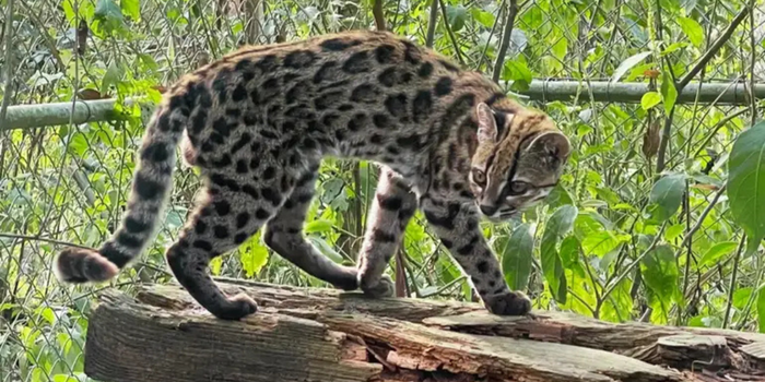Nova espécie de felino, Leopardus tilcayo, é identificada em florestas da Bolívia após análise genética. Estudo também revela cinco espécies de gatos-do-mato.