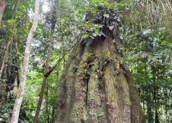 Lula cria quatro reservas sustentáveis no Amazonas, amplia parque no Piauí e anuncia medidas para conservação ambiental e comunidades quilombolas.
