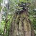 Lula cria quatro reservas sustentáveis no Amazonas, amplia parque no Piauí e anuncia medidas para conservação ambiental e comunidades quilombolas.
