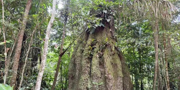 Lula cria quatro reservas sustentáveis no Amazonas, amplia parque no Piauí e anuncia medidas para conservação ambiental e comunidades quilombolas.