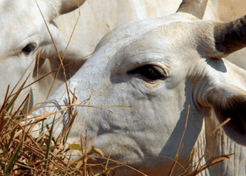 Carne bovina brasileira terá tarifa de 67% na China após o fim da cota de 2026. Setor avalia antecipar embarques e abates para 2027.