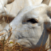 Carne bovina brasileira terá tarifa de 67% na China após o fim da cota de 2026. Setor avalia antecipar embarques e abates para 2027.